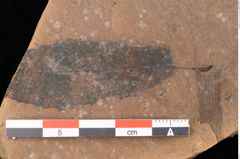 Foto (Detailsansicht) von Quercus palaeoilex Ettingshausen (NHMW-GEO-2024-0188-0917)